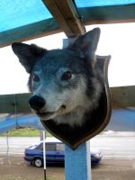 Лот: 6203003. Фото: 2. фотоаппарат samsung s1070 + карта... Фотокамеры