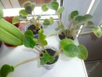 Лот: 2067993. Фото: 2. фиалка голубая (молодые розетки... Комнатные растения и уход