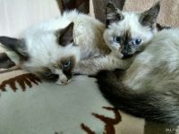 Лот: 10228272. Фото: 3. Сиамские котята. Растения и животные