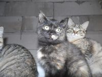 Лот: 3189154. Фото: 3. Отдам в хорошие руки 3-х котят. Растения и животные