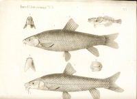 Лот: 18032872. Фото: 13. Протоколы заседаний императорского...