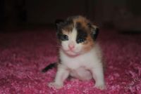 Лот: 2286237. Фото: 3. Преостановлено. Все котята пока... Растения и животные