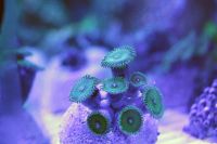 Лот: 5574961. Фото: 3. Эпизоантусы зеленые. Растения и животные
