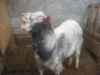 Лот: 8407360. Фото: 2. Продам коз и козла. Животные и уход