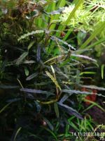 Лот: 18364981. Фото: 5. Bucephalandra Belindae P. Boyce...