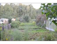 Лот: 4522431. Фото: 3. Дача на ветлужанке. Хороший торг. Недвижимость