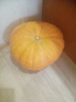 Лот: 25704113. Фото: 2. Тыква жёлтая 10 кг. Продукты