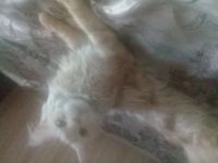 Лот: 14298982. Фото: 2. Кошка мейкун (повторно, покупатель... Животные и уход