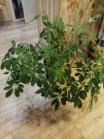 Лот: 18139638. Фото: 3. Шеффлера. Растения и животные