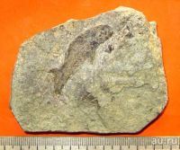 Лот: 16249593. Фото: 2. Ископаемая лучепёрая рыба-палеониск... Коллекционирование, моделизм