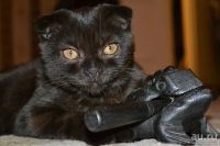 Лот: 2178540. Фото: 5. котенок шотландская вислоухая...