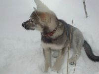 Лот: 2441894. Фото: 2. Щенок 4 месяца. Животные и уход