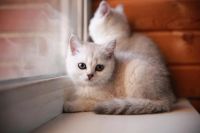 Лот: 5992868. Фото: 6. Британский котёнок (девочка 2...