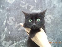 Лот: 3460897. Фото: 3. Котята ищут дом!!. Растения и животные