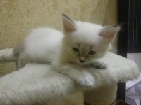 Лот: 11408818. Фото: 3. Котенок-кошечка порода "невский... Растения и животные