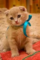 Лот: 2436375. Фото: 3. Шотландский вислоухий котёнок. Растения и животные