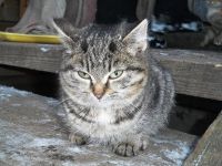 Лот: 3514223. Фото: 2. Отдам ласковых котят. Животные и уход