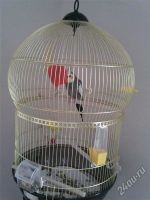 Лот: 1026408. Фото: 2. Попугай корелла в клетке самец. Животные и уход