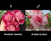 Лот: 3257357. Фото: 2. Адениум семена, растения. Комнатные растения и уход