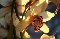 Лот: 58584. Фото: 2. Орхидея Цимбидиум