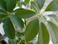 Лот: 7143373. Фото: 4. Шеффлера с горшком. Красноярск