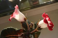 Лот: 4229640. Фото: 3. Глоксиния красно-белая (всё растение... Растения и животные