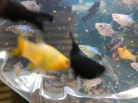 Лот: 16094298. Фото: 4. Пицилия голубая. Красноярск