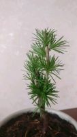 Лот: 13906063. Фото: 4. Bonsai. Красноярск