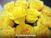 Лот: 6395614. Фото: 2. 19 роз из Голландии - 1140 рублей... Цветы, букеты