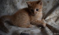Лот: 13866983. Фото: 4. кошка. Красноярск