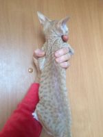 Лот: 18588408. Фото: 3. Котенок Донского сфинкса. Растения и животные