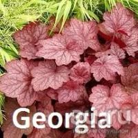 Лот: 11057699. Фото: 5. Гейхера Plum Royal