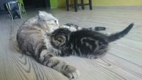 Лот: 5548134. Фото: 7. Котик мраморный вислоухий