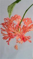 Лот: 10840345. Фото: 6. Гибискус schizopetalus Шизопеталус...