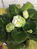 Лот: 7732668. Фото: 3. Сортовая фиалка Спринг Роуз Spring... Растения и животные
