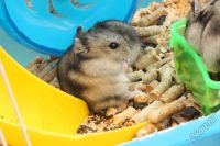 Лот: 5653964. Фото: 3. Джунгарские хомячки. срочно!!!. Растения и животные