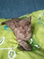 Лот: 2760768. Фото: 2. британец - котенок. Животные и уход