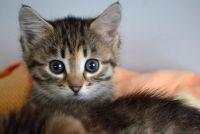 Лот: 3507486. Фото: 5. Котята-девочки, 2 месяца