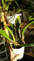 Лот: 10934297. Фото: 3. Орхидея Каттлея. Растения и животные