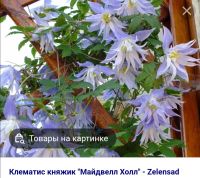 Лот: 19178827. Фото: 3. Княжики сибирские. Для дачи, дома, огорода, бани, парка