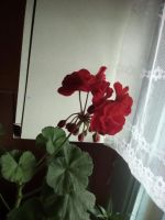 Лот: 11289296. Фото: 4. пеларгония, взрослый молодой куст... Красноярск