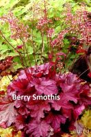 Лот: 11057699. Фото: 6. Гейхера Plum Royal