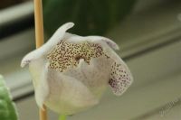 Лот: 2938573. Фото: 2. Глоксиния 24 (цветет). Комнатные растения и уход