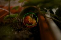Лот: 6138635. Фото: 3. Клубника прямо с куста сортов... Красноярск