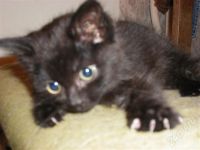 Лот: 628308. Фото: 2. Отдам маленькую кошечку. Животные и уход