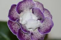 Лот: 3929727. Фото: 3. Глоксиния махровая цветет. Растения и животные