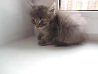 Лот: 3210627. Фото: 2. Срочно подарю котенка Русская... Животные и уход