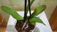 Лот: 3911210. Фото: 4. орхидея фаленопсис цветет 5. Красноярск