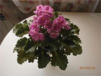 Лот: 9514323. Фото: 4. Фиалка сортовая, цветущая Optimara... Красноярск