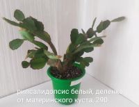 Лот: 17880367. Фото: 3. Рипсалидопсис розовый, белый. Растения и животные